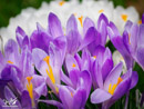 Narcissus – Narcyza